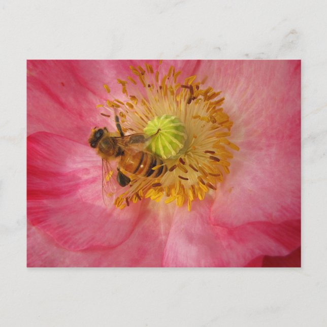 Carte Postale L'abeille dans le coquelicot (Devant)