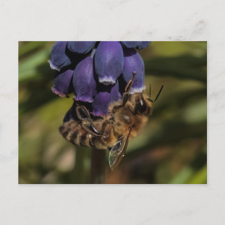 Carte Postale L'abeille de miel bénéficie d'une fleur bleu foncé