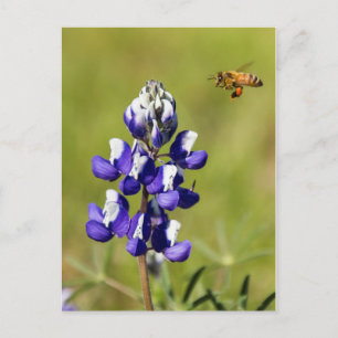 Carte Postale L'abeille occupée à la recherche d'une fleur de Lu