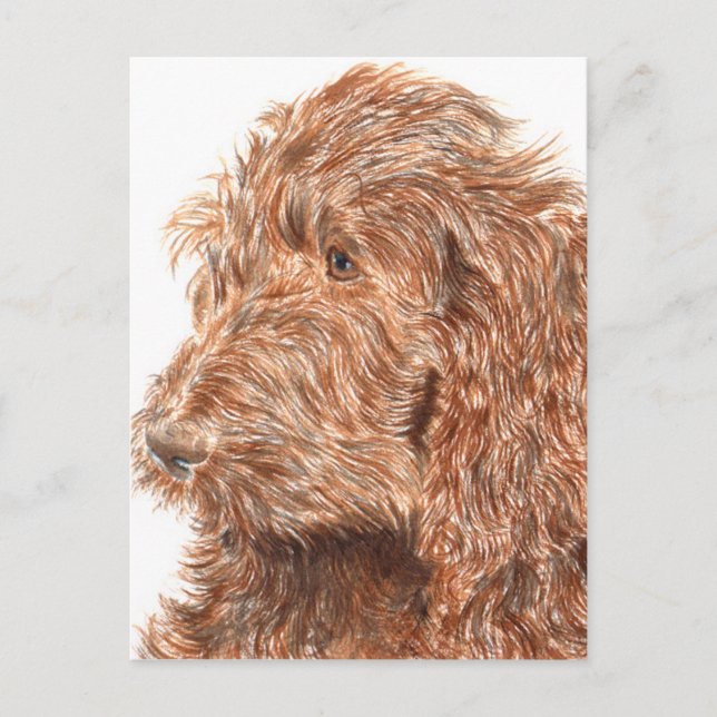 Carte Postale Labradoodle au chocolat (Devant)