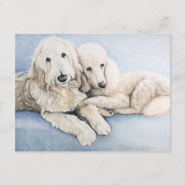 Carte postale Labradoodle et Standard Poodle Dog A (Devant)