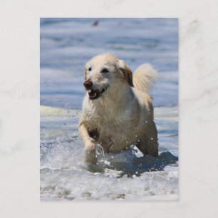 Carte Postale Labradoodle - Izzy