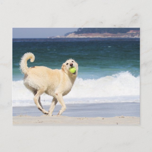 Carte Postale Labradoodle - Joyeuse journée sur la plage (Devant)