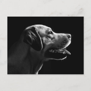 Carte Postale labrador