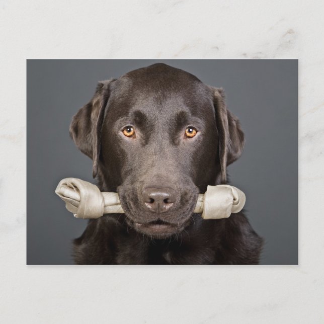 Carte Postale Labrador au chocolat avec os (Devant)