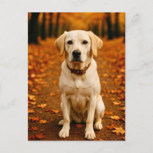 Carte postale Labrador automne Forêt dorée de l'au