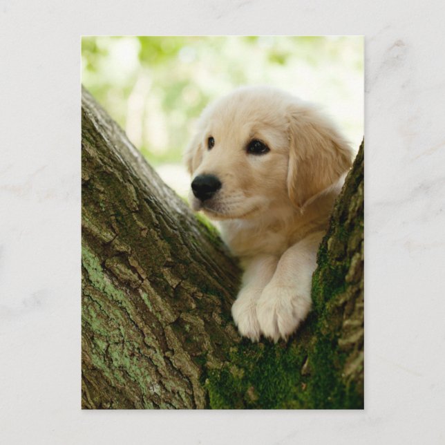 Carte Postale Labrador Chiot Assis Dans Un Cadre De Bois (Devant)