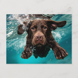 Carte Postale Labrador chocolat joueur nageant sous l'eau
