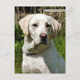 CARTE POSTALE LABRADOR DOG