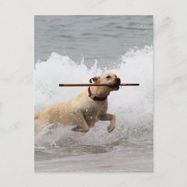 Carte Postale Labrador - Jaune - Allez chercher ! (Devant)