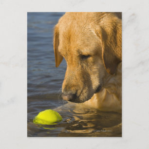 Carte Postale Labrador jaune avec une balle de tennis dans l'eau