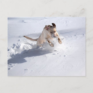 Carte Postale Labrador jaune dans la neige