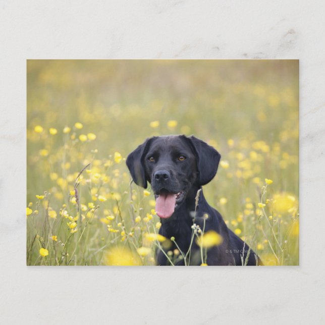 Carte Postale Labrador noir 16 mois (Devant)