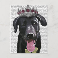 Labrador Noir Avec Tiara