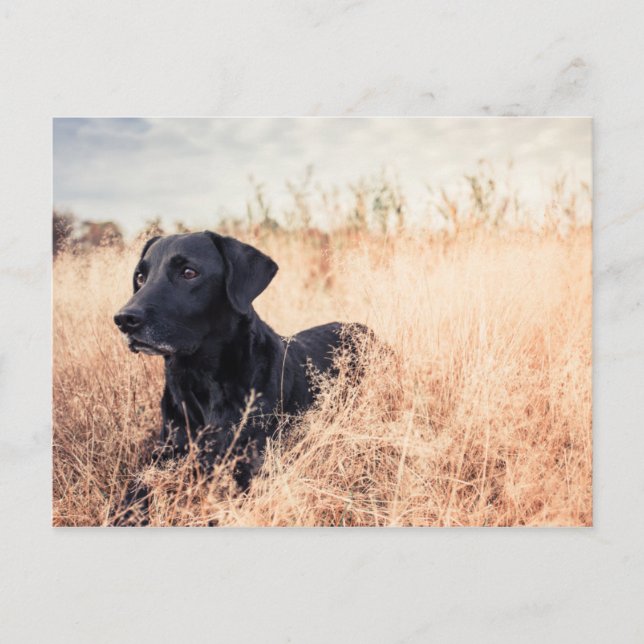 Carte Postale Labrador Noir En Graine Sèche (Devant)