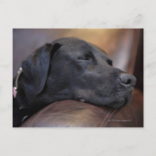 Carte Postale Labrador noir endormi sur canapé, gros plan