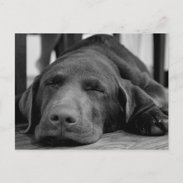 Carte postale Labrador Puppy (Devant)