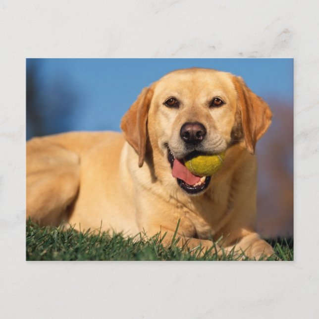 Carte Postale Labrador Retriever (Devant)
