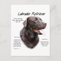 Labrador Retriever (chocolat) Histoire Conception