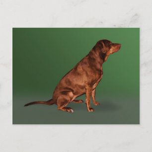 Carte postale Labrador Retriever Dog