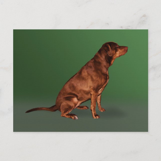 Carte postale Labrador Retriever Dog (Devant)