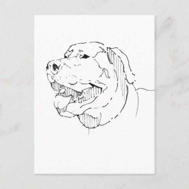 Carte postale Labrador Retriever - Encre dessinée  (Devant)