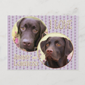Carte Postale Labrador Retriever Postkarte