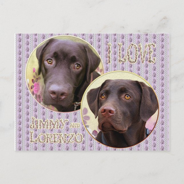 Carte Postale Labrador Retriever Postkarte (Devant)