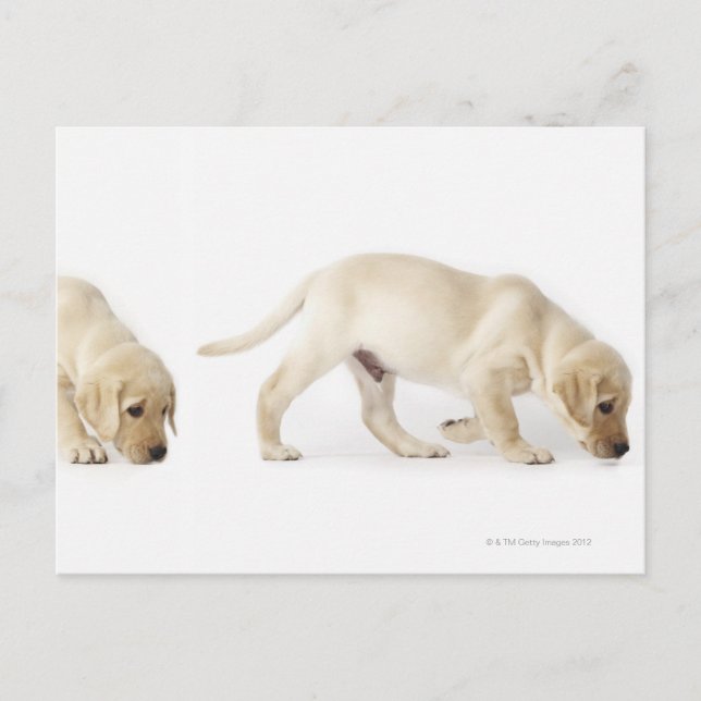 Carte Postale Labrador Retriever Puppy walking (Devant)