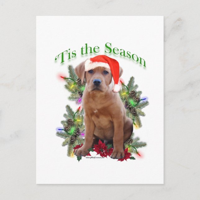 Carte Postale Labrador Retriever " Tis (Devant)