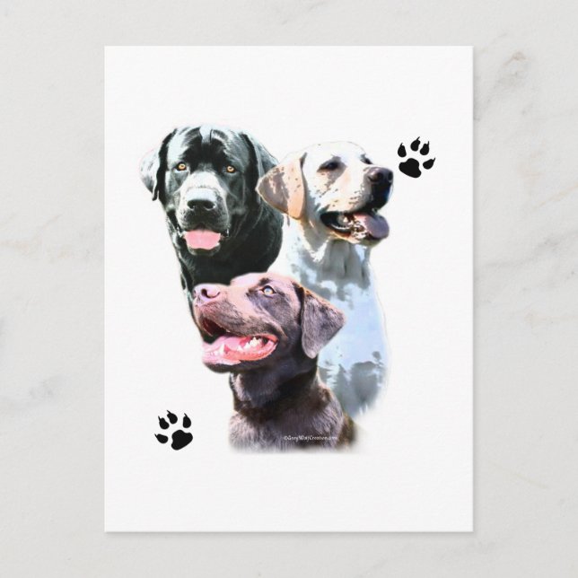 Carte Postale Labrador Retriever Trio (Devant)
