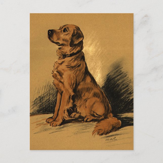 Carte Postale Labrador vintage (Devant)