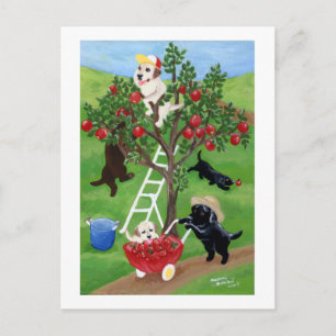 Carte Postale Labradors Apple Tree