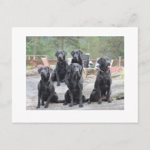 Carte Postale Labradors en Norvège