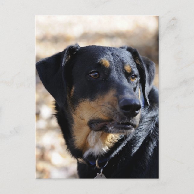 Carte Postale Labrottie (Labrador Rottweiler mix) (Devant)