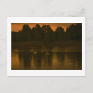 Carte Postale Lac au coucher de soleil Pluie Cygnes Paysage natu