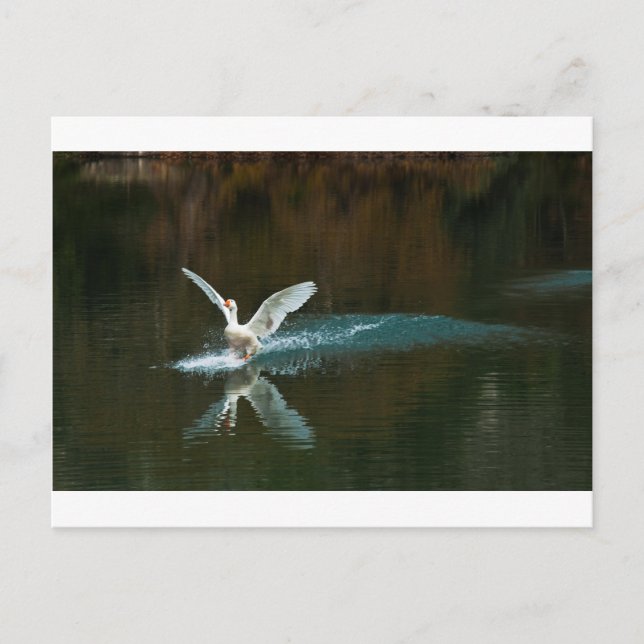 Carte Postale lac de cygne (Devant)