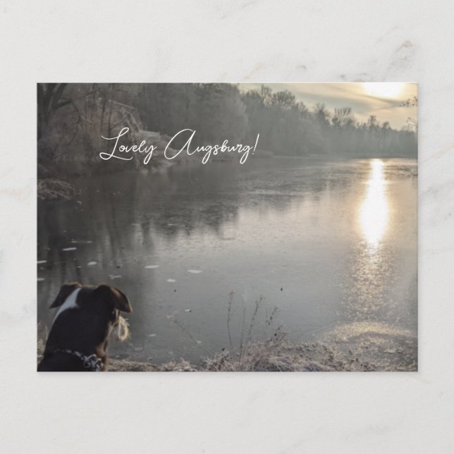 Carte Postale Lac de vache avec chien à Augsburg (Devant)