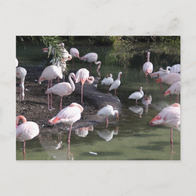 Carte Postale Lac Flamant rose (Devant)