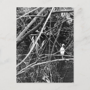 Carte Postale lac george