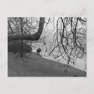 Carte Postale Lac Icy