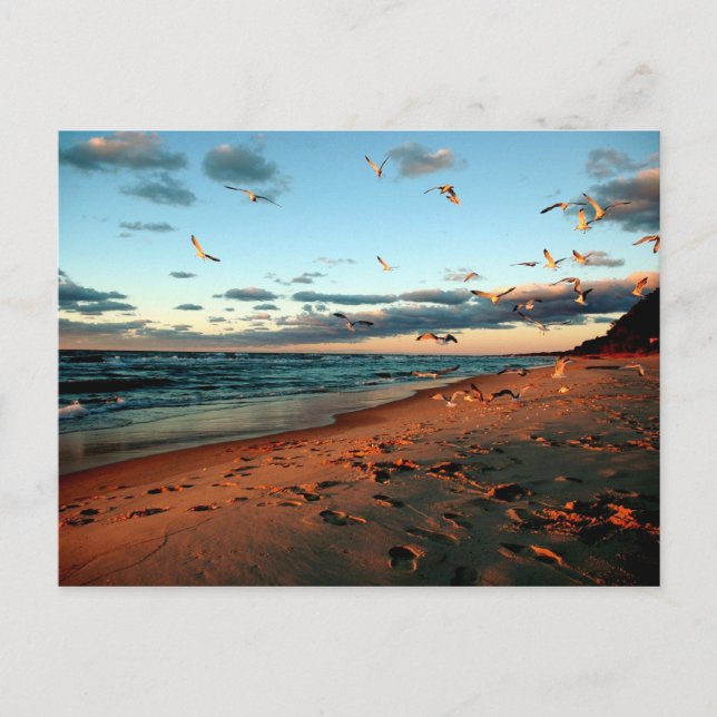 Carte Postale Lac Michigan Gulls Magic Hour Sunset Seascape (Devant)