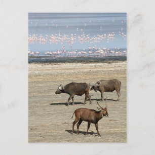 Carte Postale Lac Nakuru/Kenya