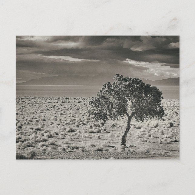 Carte Postale Lac Pyramide, Nevada (Devant)