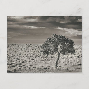 Carte Postale Lac Pyramide, Nevada