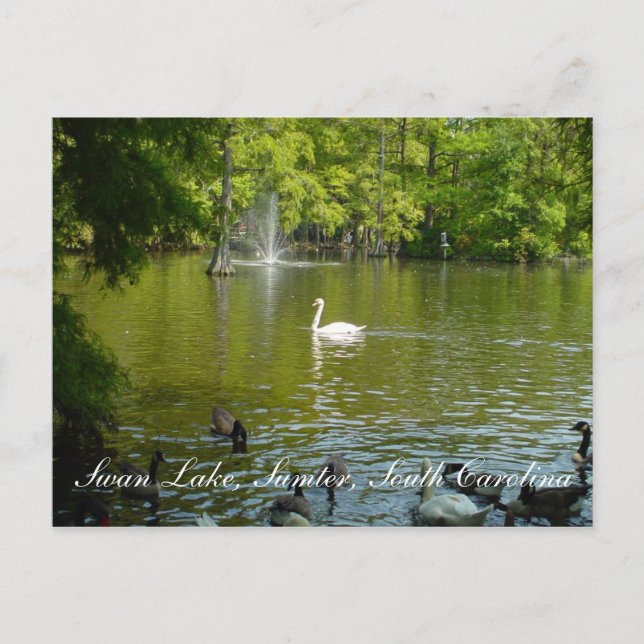 Carte Postale Lac Swan (Devant)