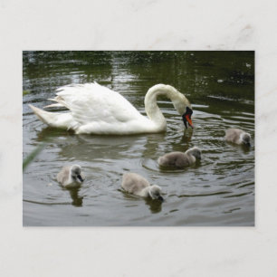 Carte Postale Lac Swan