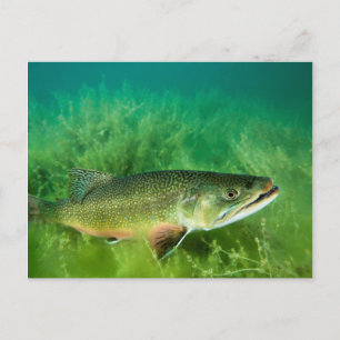 Carte Postale Lac Trout Portrait, Emerald Lake, Montana