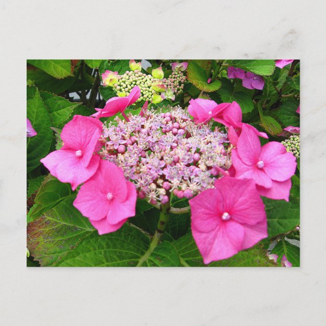Carte postale Lacecap Hydrangea (Devant)