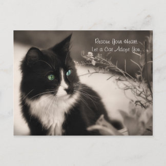 Carte Postale L'Adoption Des Animaux Secourt Votre Coeur Et Adop